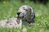 DOGUE ALLEMAND 403